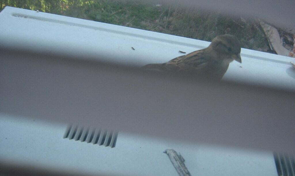 Bird Sitting on Window AC
