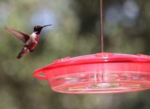 Bird Food/Water/Bath