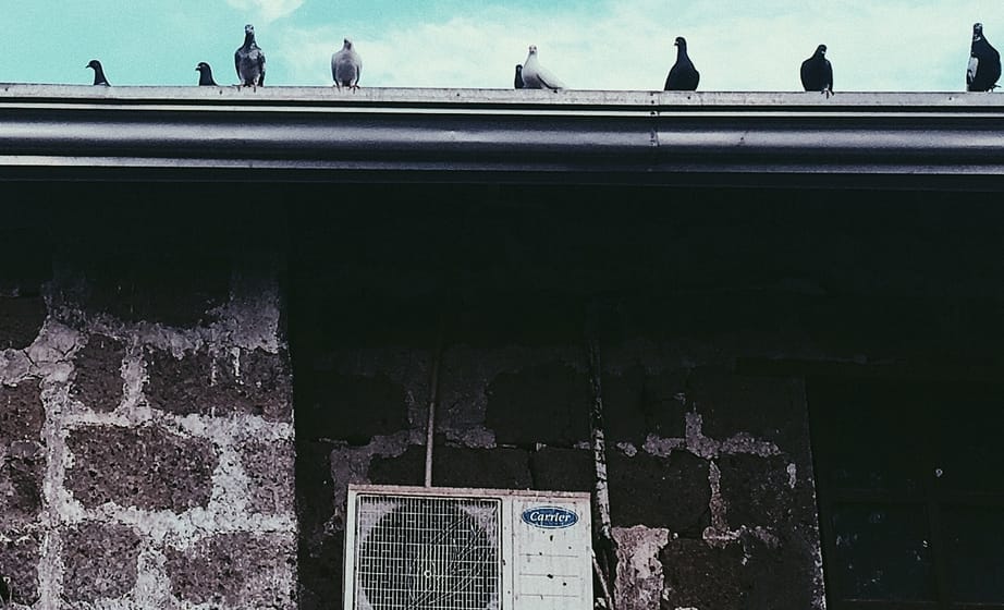 Birds on Air Conditioner